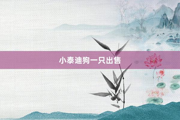 小泰迪狗一只出售